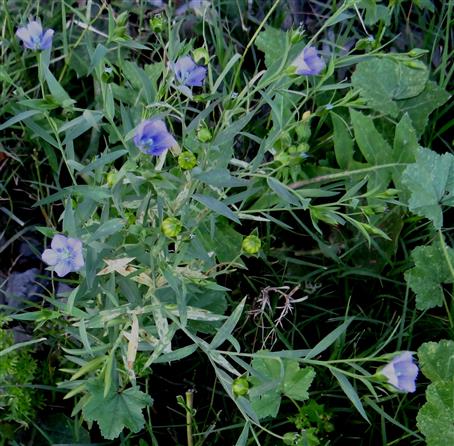 Linum usitatissimum